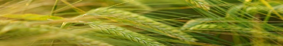 Jęczmień ozimy — nasiona zbóż ozimych w różnych odmianach