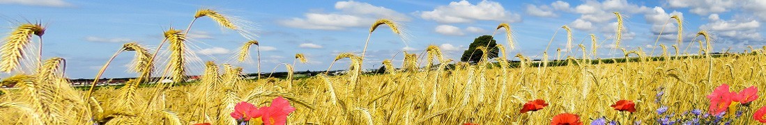 Żyto ozime — nasiona zbóż ozimych do siewu doskonałej jakości