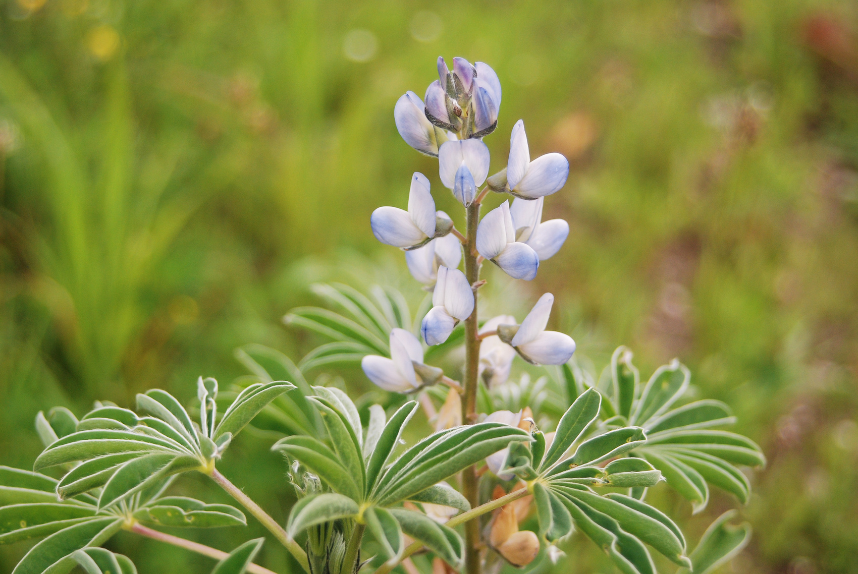 łubin niebieski na nasiona