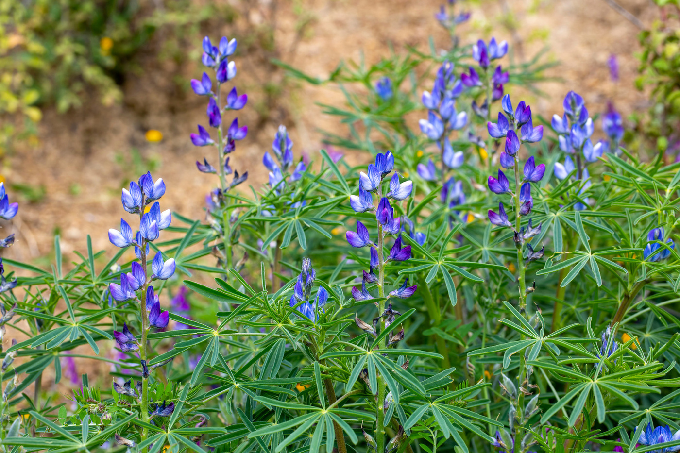łubin wąskolistny kiedy siać