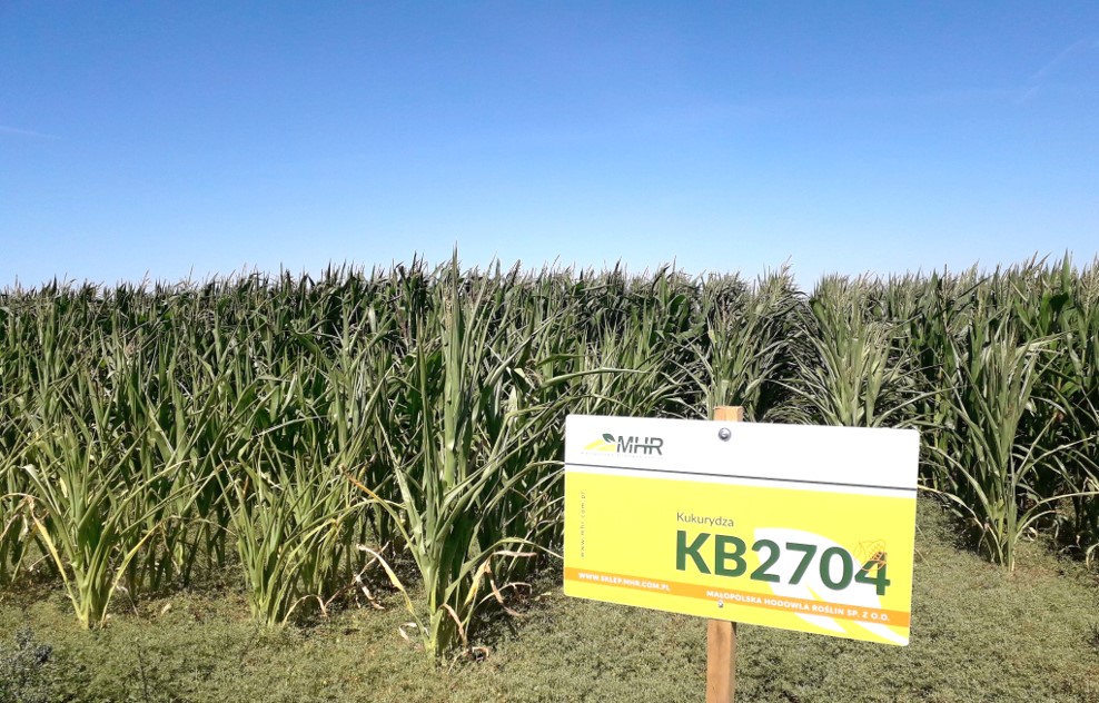 kukurydza pastewna KB 2704- poletka doświadczalne