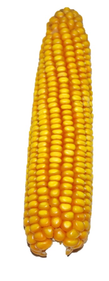 kukurydza pastewna smolan-kolba