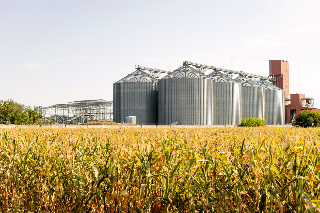 jak przechowywac kukurydze po zbiorze