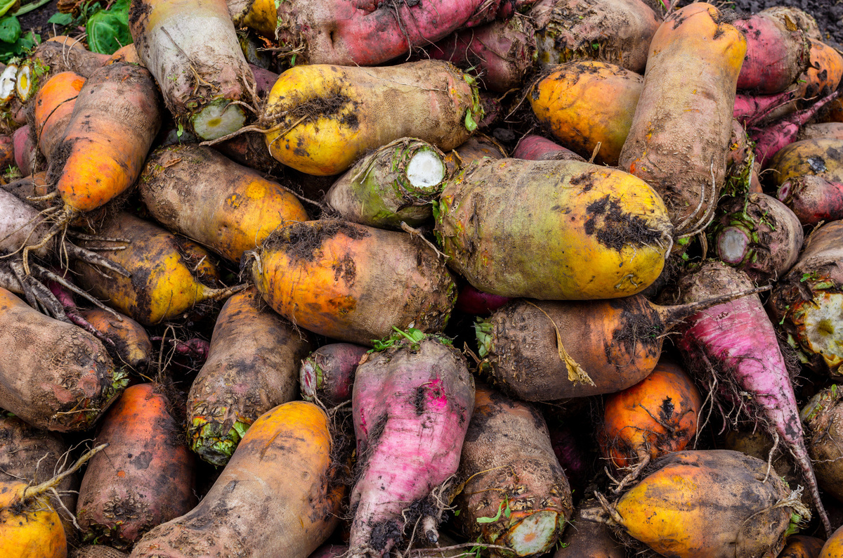 siew buraków pastewnych