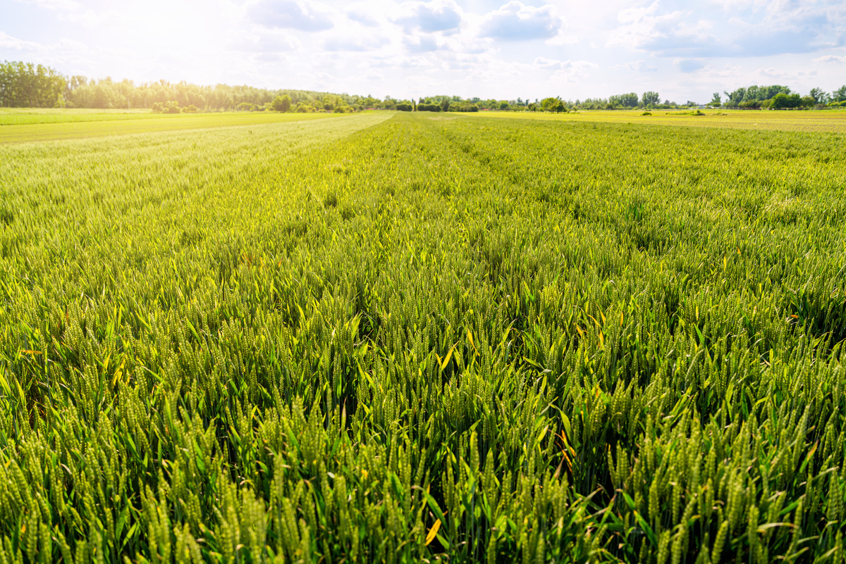 siew wiosenny zboże