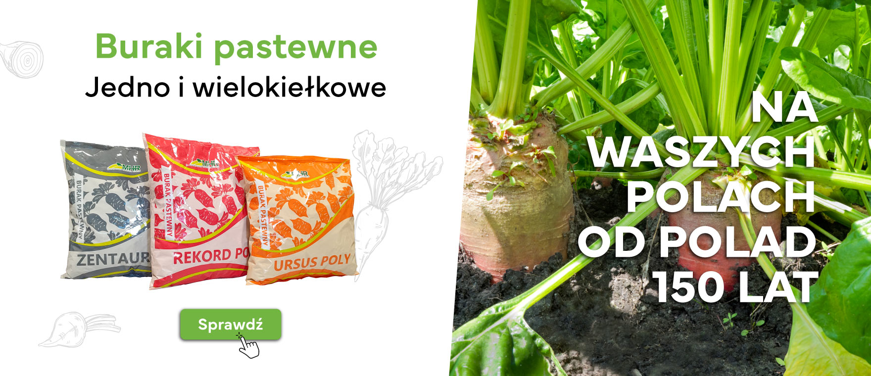 buraki pastewne