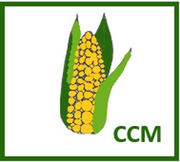 Nasiona kukurydzy pastewnej Kosmo 230 (do 10 j.s)