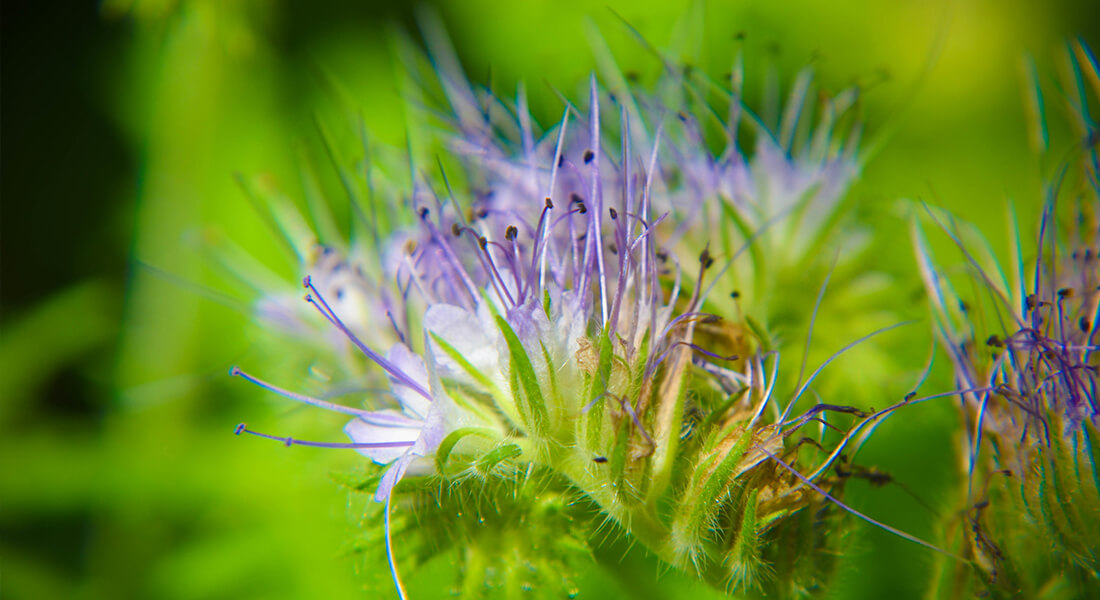 facelia błękitna - roślina miododajna