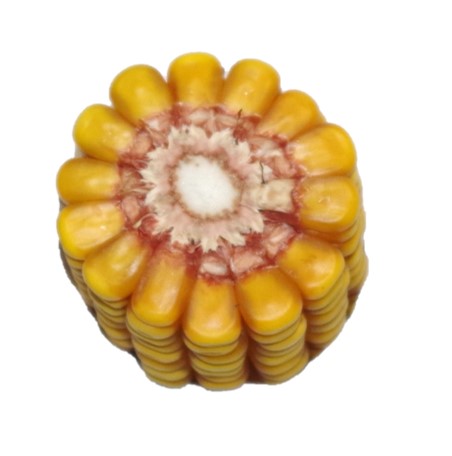 kukurydza kadryl-przekrój