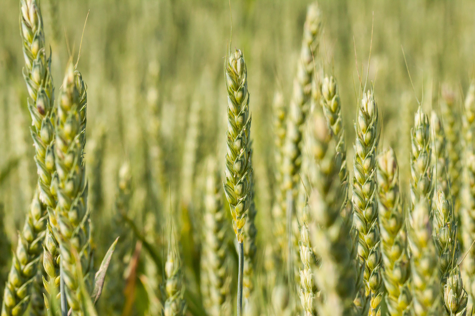 zboża jare pszenica