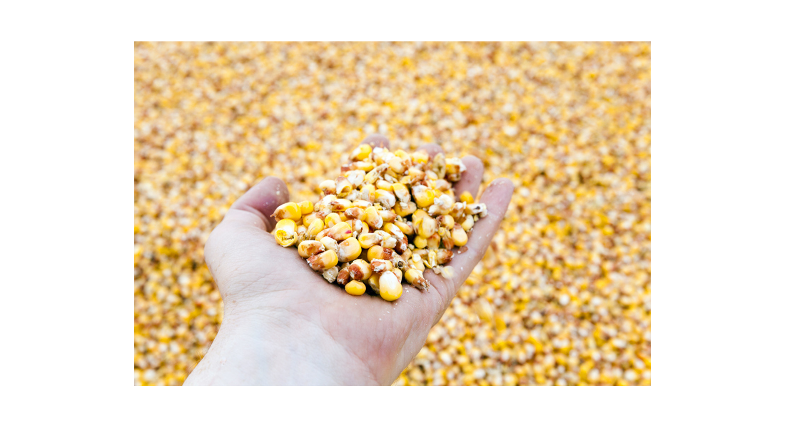 Znaczenie kukurydzy pastewnej w żywieniu zwierząt hodowlanych