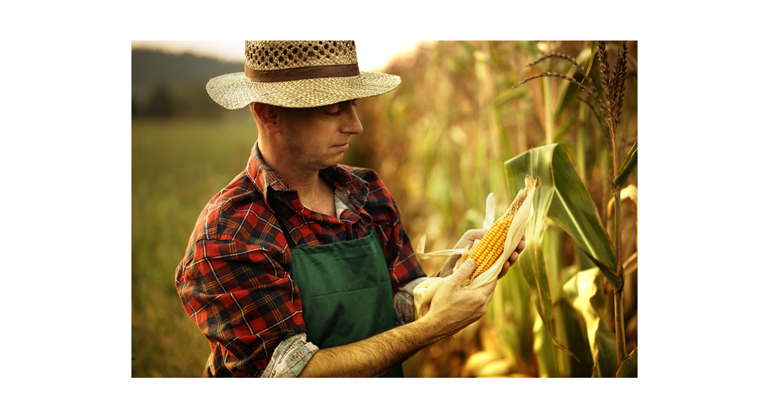 Jak odróżnić kukurydzę pastewną od kukurydzy spożywanej przez ludzi?