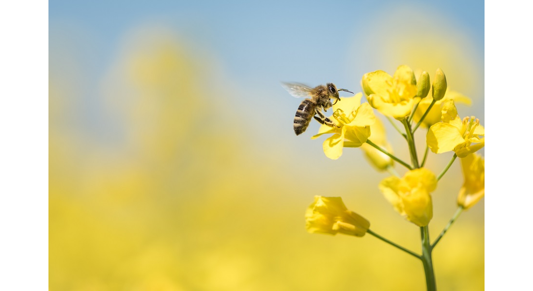 Które mieszanki miododajne są szczególnie polecane hodowcom pszczół?
