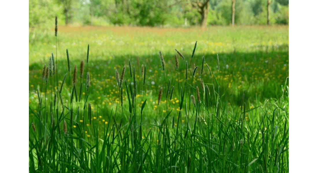 Właściwości i wykorzystanie tymotki łąkowej