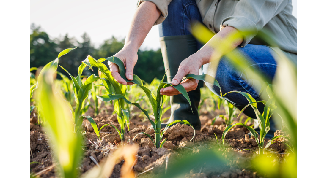 Kiedy sieje się kukurydzę pastewną? Najlepszy czas na siew kukurydzy w Polsce