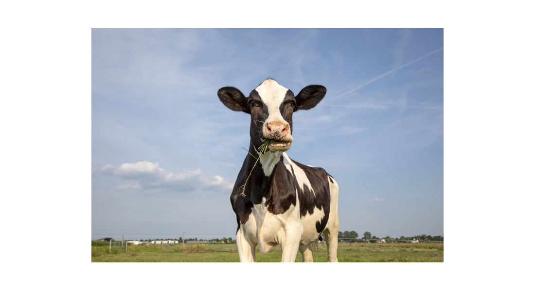 Jaka mieszanka traw pastewnych będzie najlepsza dla bydła?