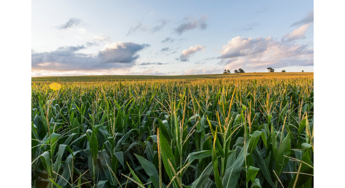 Na czym polega zbiór kukurydzy metodą CCM?