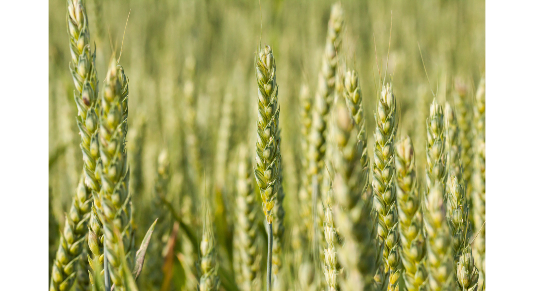 Co wysiewać w marcu? Przegląd roślin do wczesnego siewu