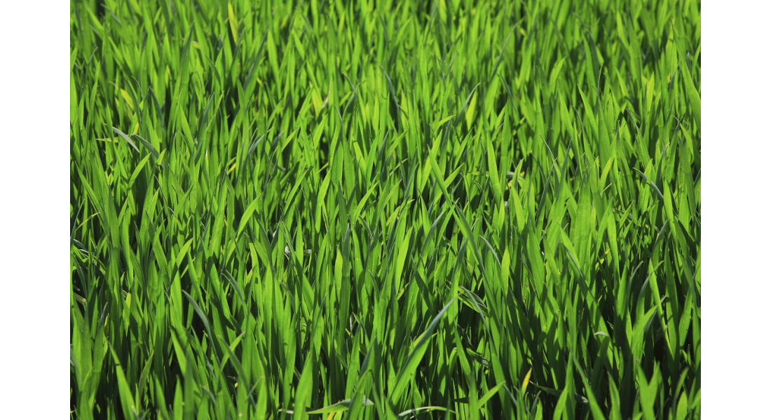 Jak wybrać dobrą mieszankę traw gazonowych? Polecane odmiany 