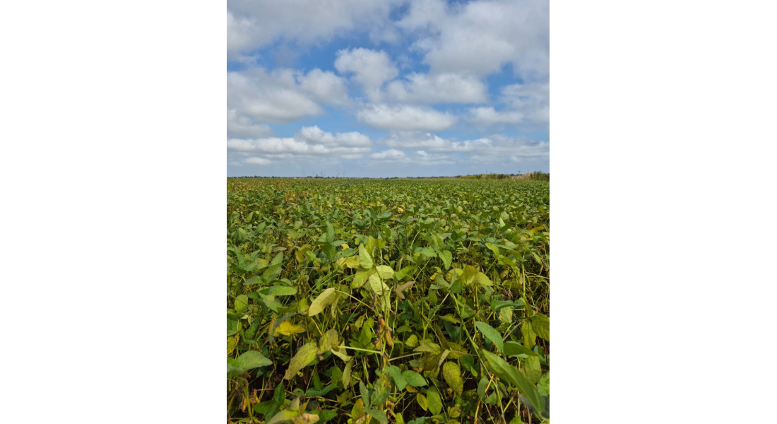 Uprawa soi krok po kroku – praktyczny poradnik dla rolnika