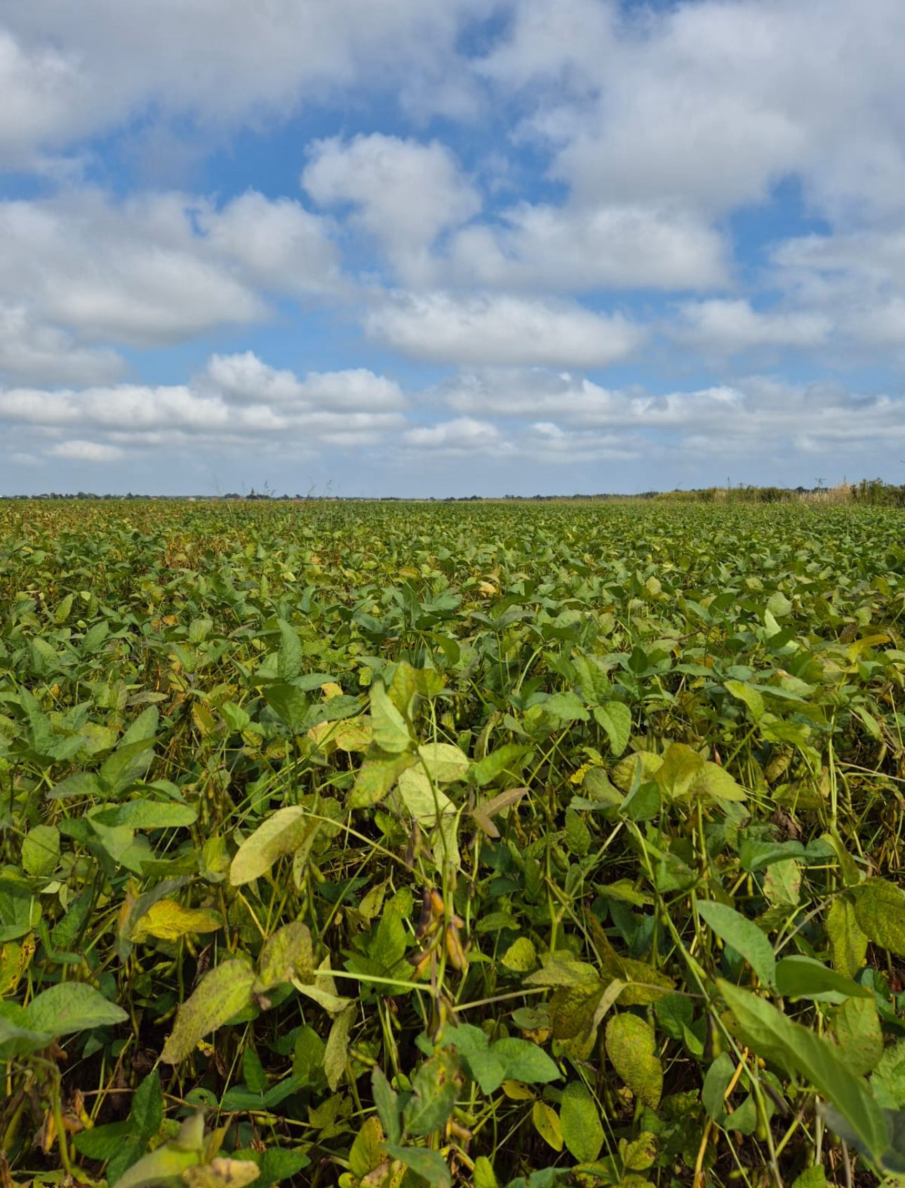 Uprawa soi krok po kroku – praktyczny poradnik dla rolnika